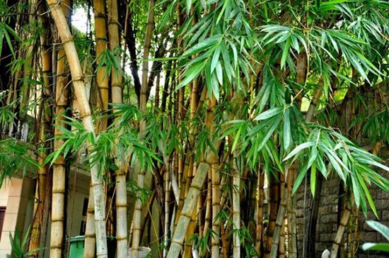 西藏开展干旱半干旱地区竹子引种栽培试验