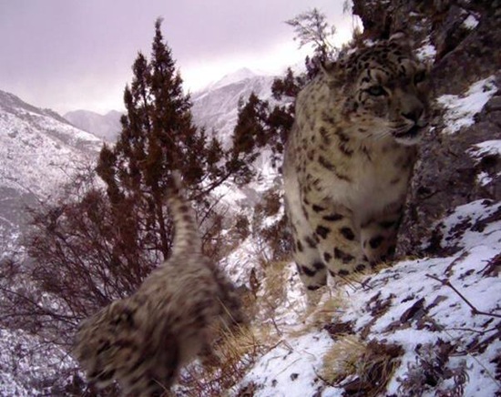 西藏昌都怒江河谷拍摄到健康雪豹种群