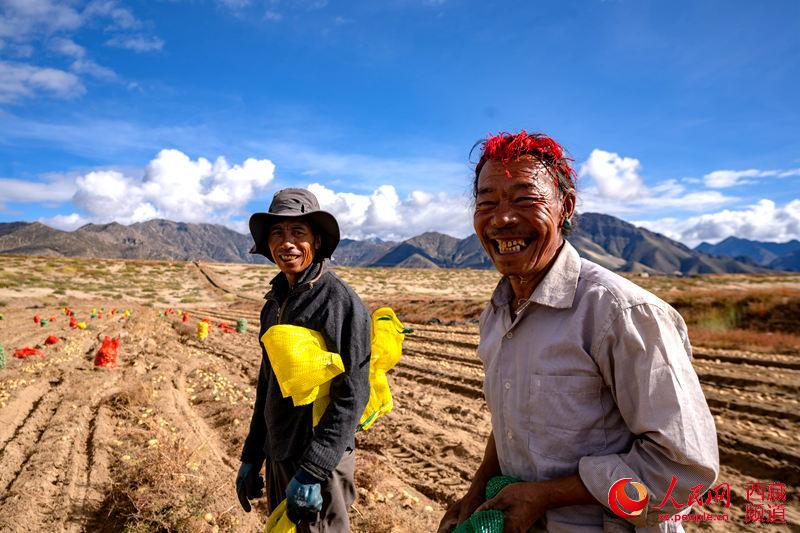 西藏日喀則市艾瑪鄉：土豆滿田間 幸福沉甸甸【3】