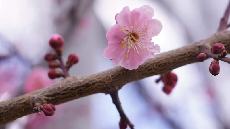 盛開的桃花。徐馭堯 攝