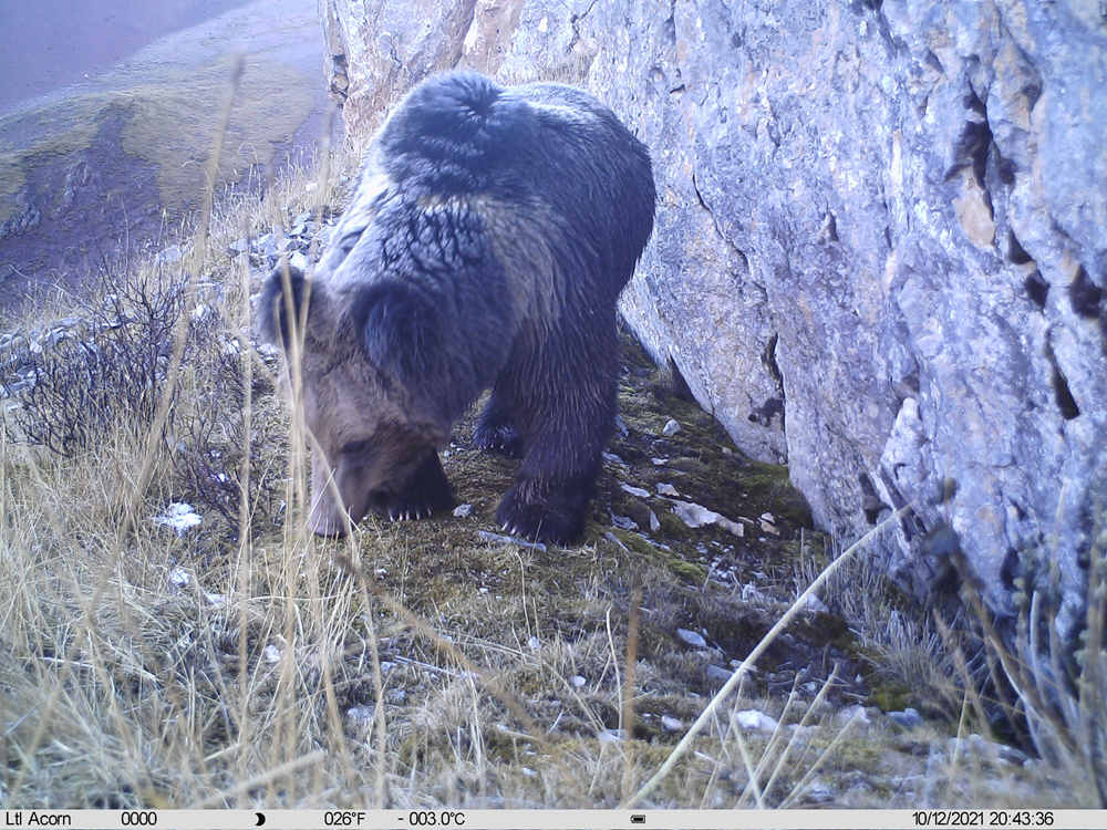 藏棕熊。山水自然保护中心 供图