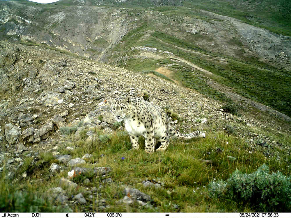 雪豹。山水自然保护中心 供图