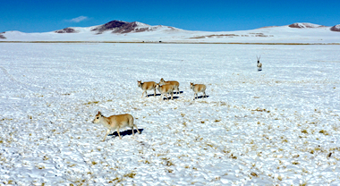 零下四十度的嚴寒 他們為藏羚羊“送外賣”