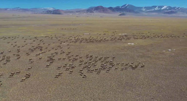 壮观！西藏现罕见万头藏羚羊迁徙