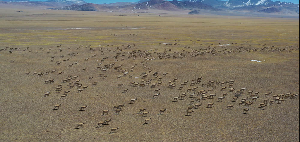 航拍超大规模的藏羚羊群。索朗仁青摄