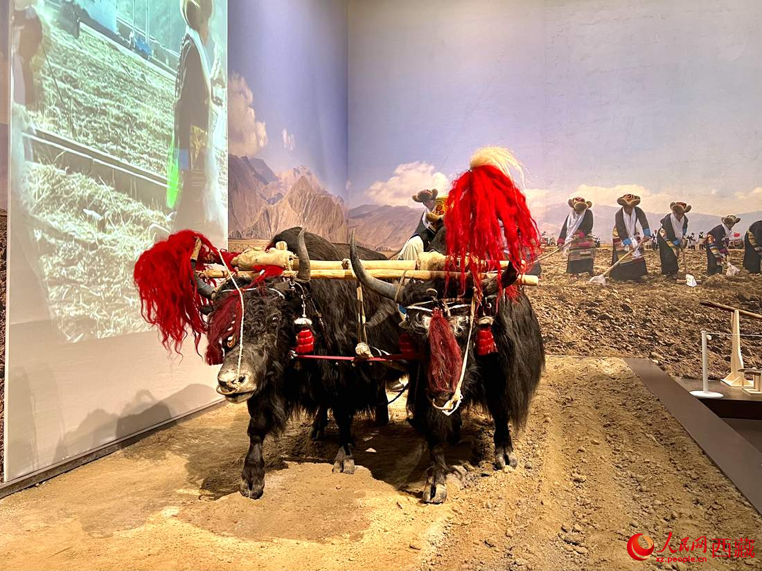 展陈的二牛抬杠。人民网 次仁罗布摄