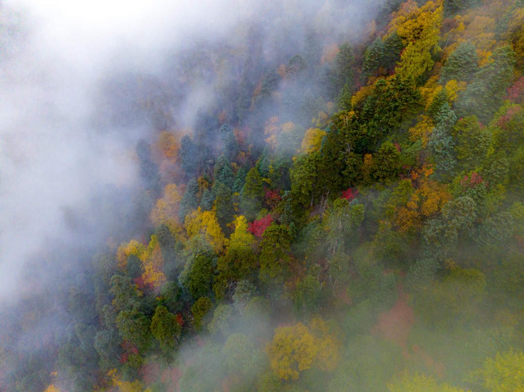 云纏霧繞，層林盡染。