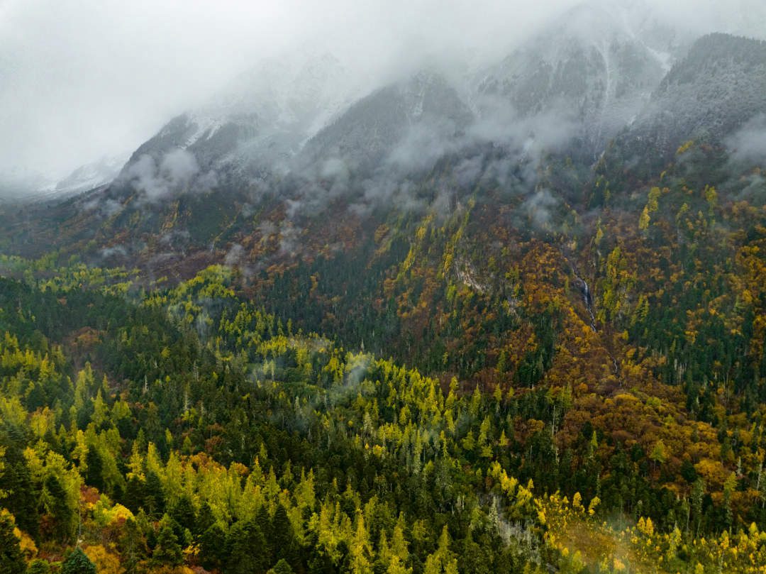 雪山、森林、云霧共同構成一幅絕美的高原畫卷。