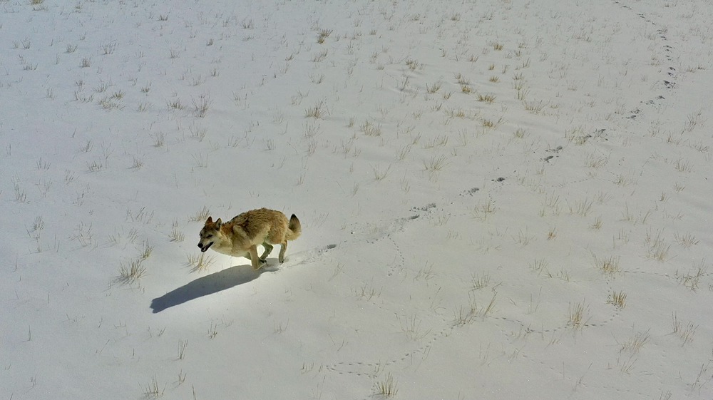 雪地里疾驰的阿里“狼”。