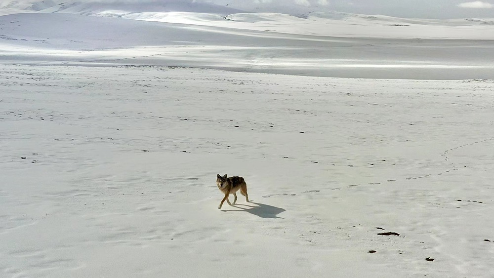 雪地里的阿里“狼”。