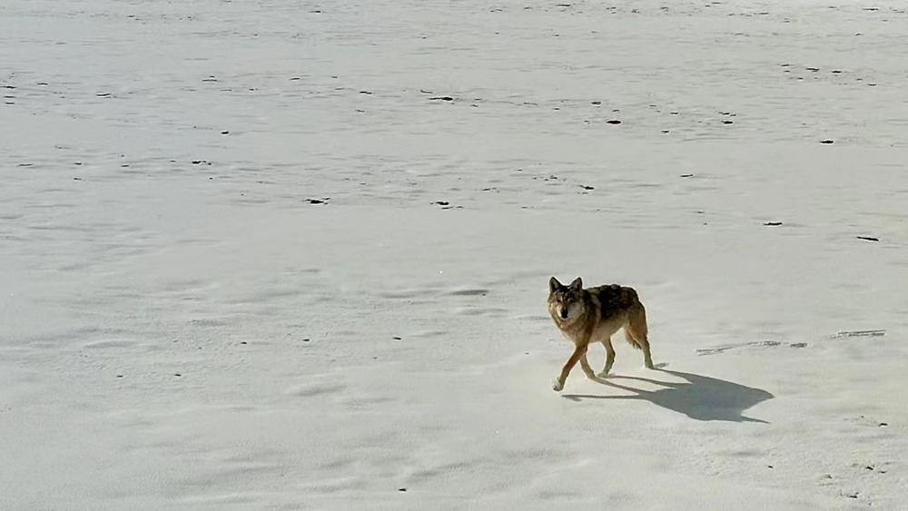 雪地里的阿里“狼”。