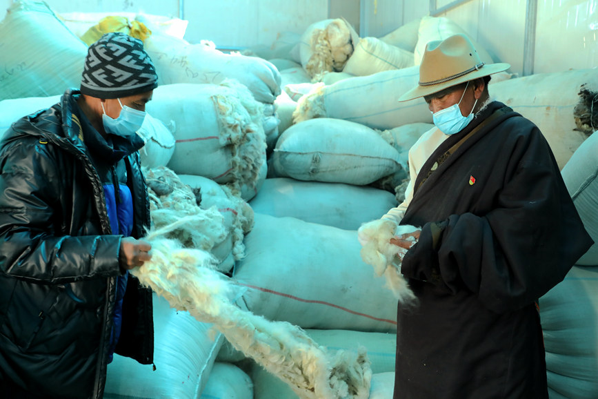 茶措村牧区改革合作社羊毛分红现场。索朗仁青 摄