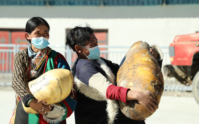 西藏茶措：集體經濟“壯”起來 群眾錢包“鼓”起來