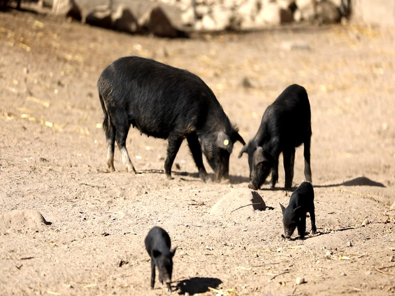 养殖基地里的藏香猪。