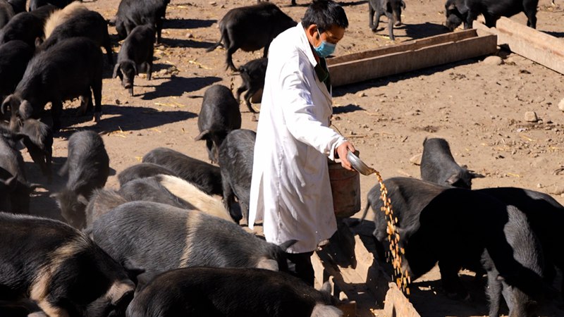饲养员正在给藏香猪喂食。