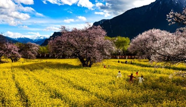 聽，春天裡西藏“桃花村”的故事