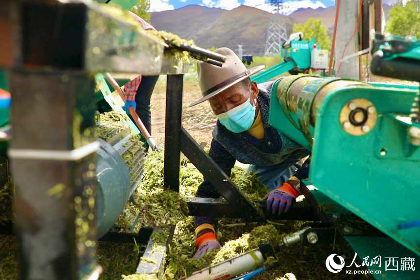 西藏曲水：村企合作助力就业增收/