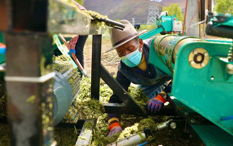 西藏曲水：村企合作助力就业增收