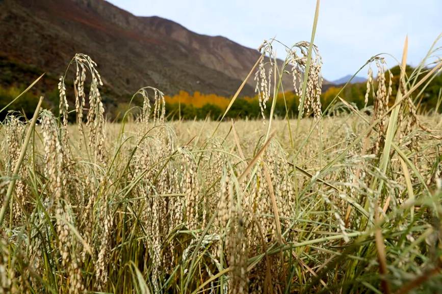 西藏加查：高原水稻迎丰收
