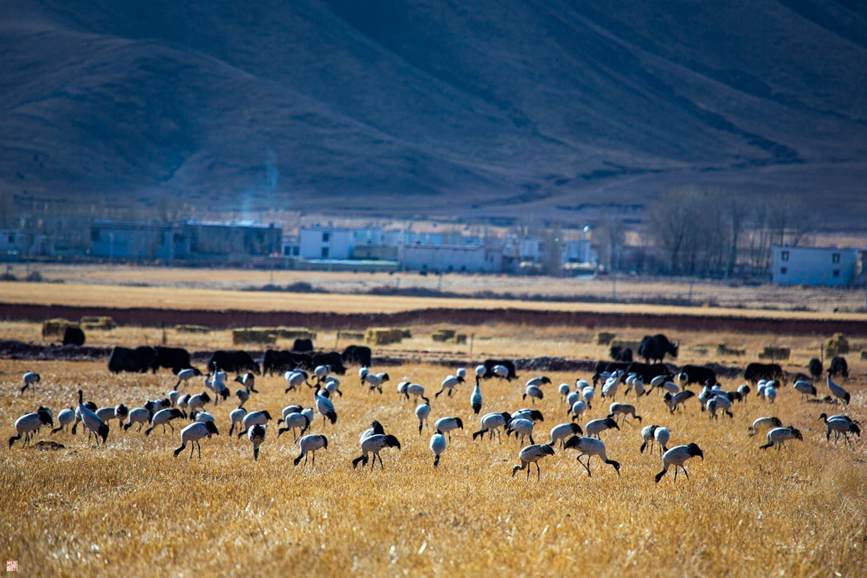 西藏自治区拉萨市林周县春堆村的黑颈鹤。南木加摄