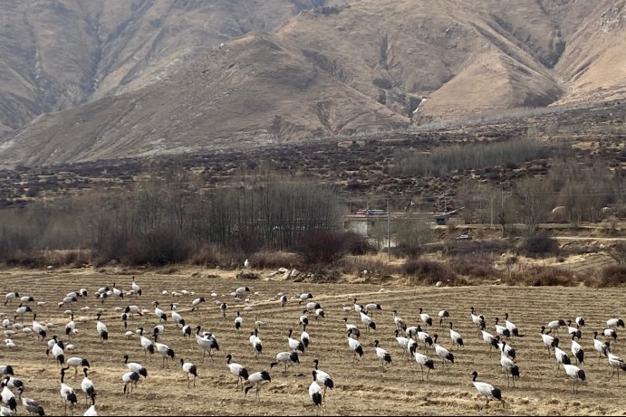 护生态润民心 西藏色甫村里有一支“护山队”