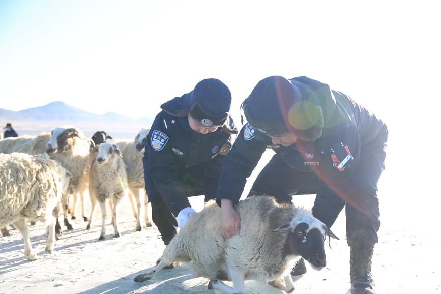 民警扶起摔倒的绵羊。彭维熙摄