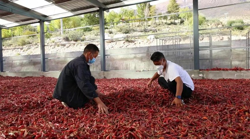 林芝市朗县辣椒已成为当地主打产业。王闯摄