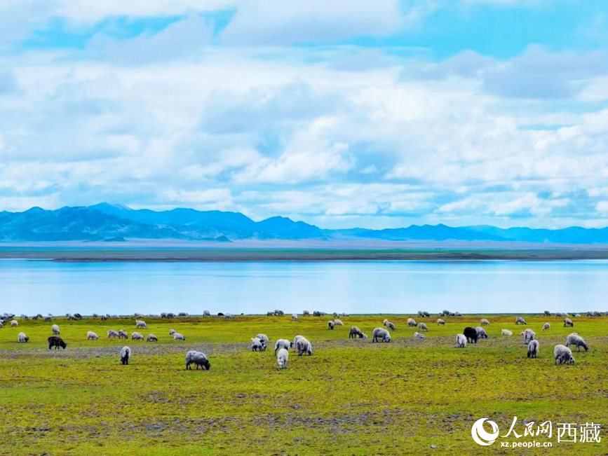 西藏畜牧产业发展势头良好。人民网 李海霞摄