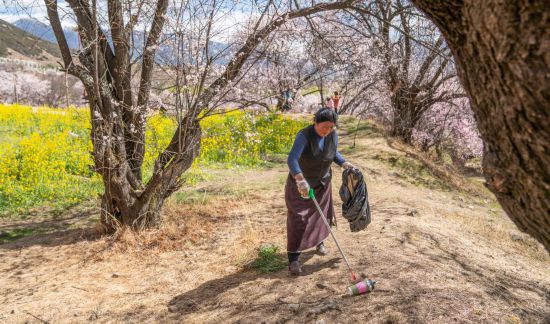 西藏林芝：“桃花经济”里的富农花样
