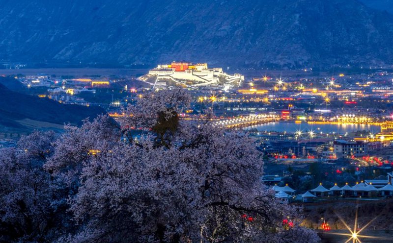 西藏拉薩：桃花映古城