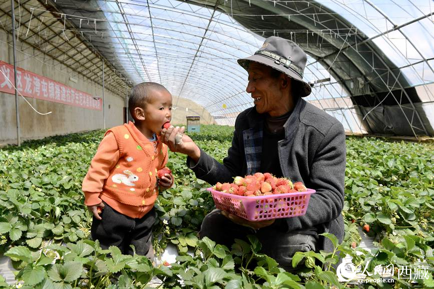 普瓊帶著孫子在草莓大棚體驗採摘樂趣。人民日報記者 瓊達卓嘎攝