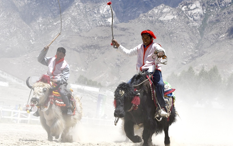 驱牛疾驰 西藏拉萨举行赛牦牛比赛