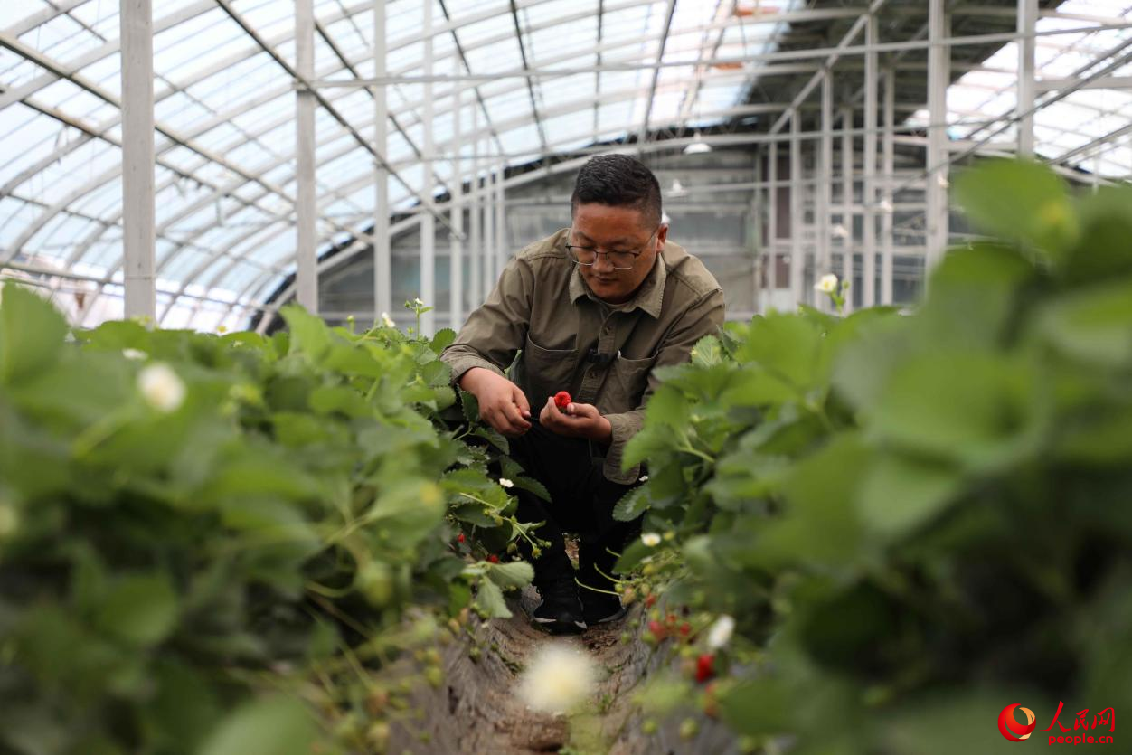 圖為才納園區工作人員在草莓採摘區採摘草莓。人民網記者 次仁羅布攝