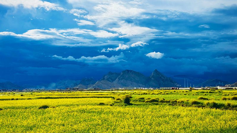 图为光影下的油菜花美景。