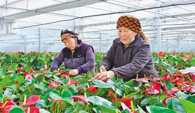 拉萨：花卉种植 催生“美丽经济”