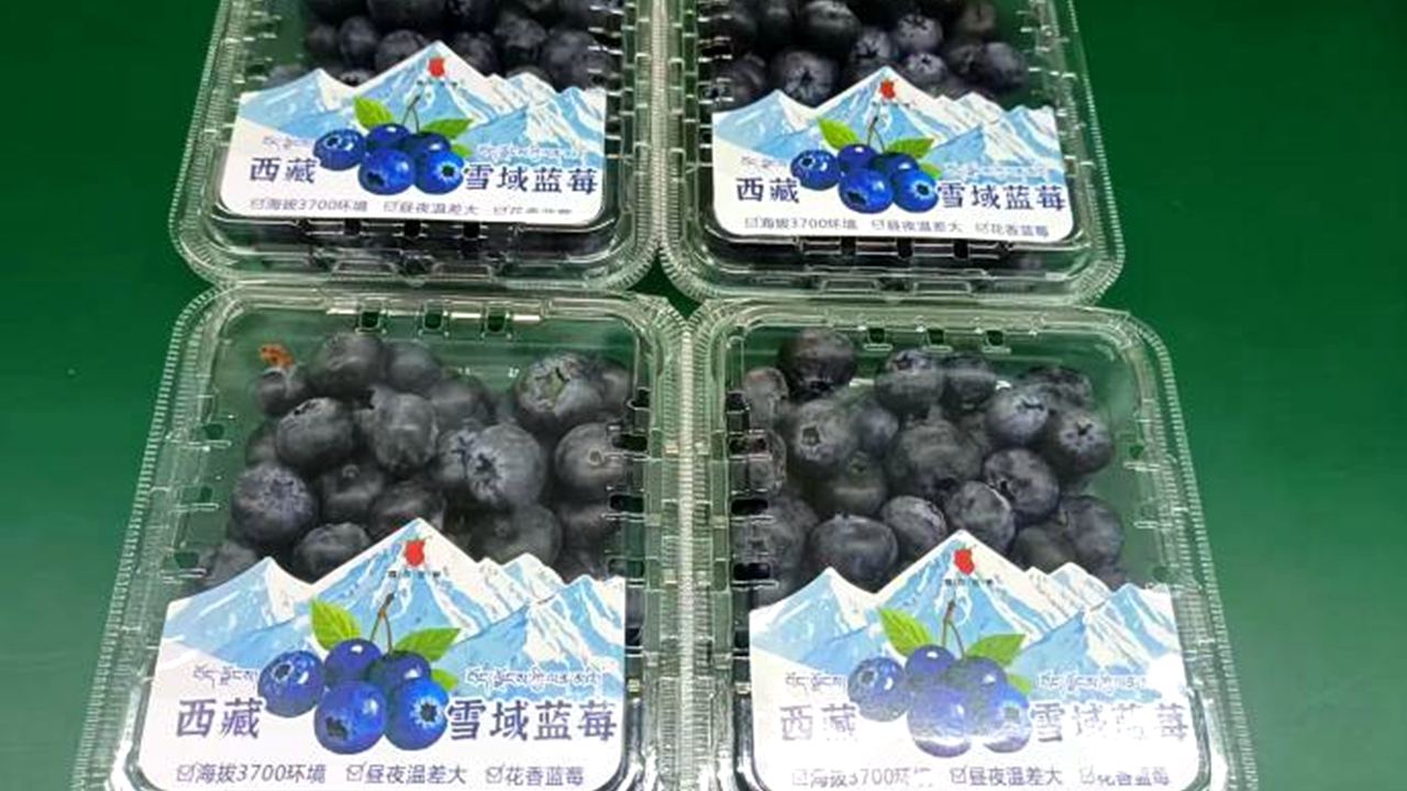 行進中國丨藍莓“智”在高原