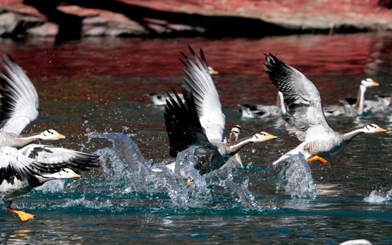 冬日拉薩候鳥“集結”越冬