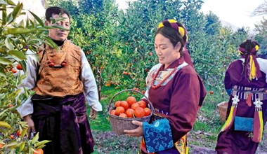 讓康巴蜜橘變致富“金果”