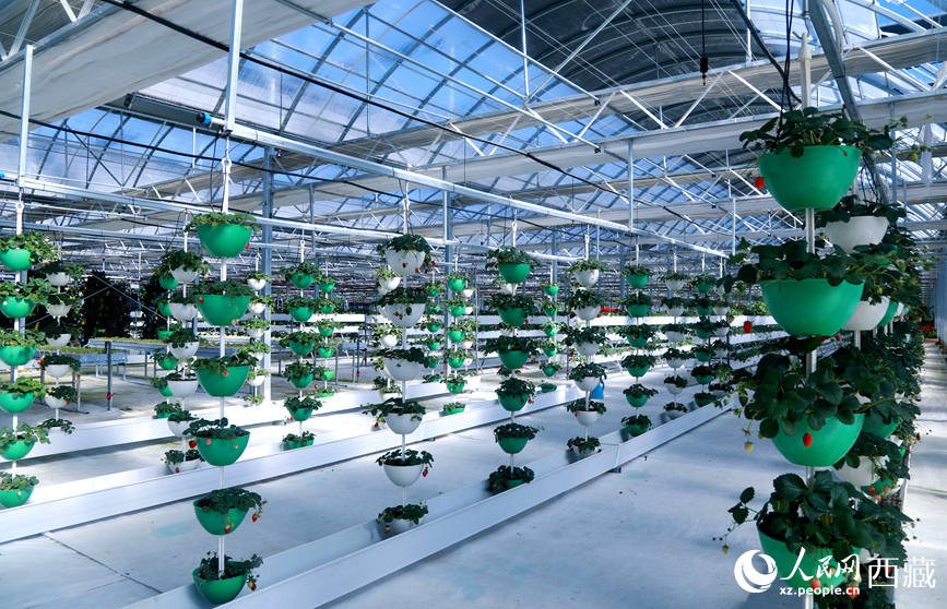 墨竹工卡縣現代農業示范園內，採用立體懸挂方式種植的草莓。人民網記者 吳雨仁攝
