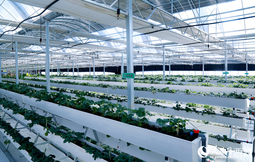 園區溫室廣泛採用多層水培種植系統。人民網記者 吳雨仁攝
