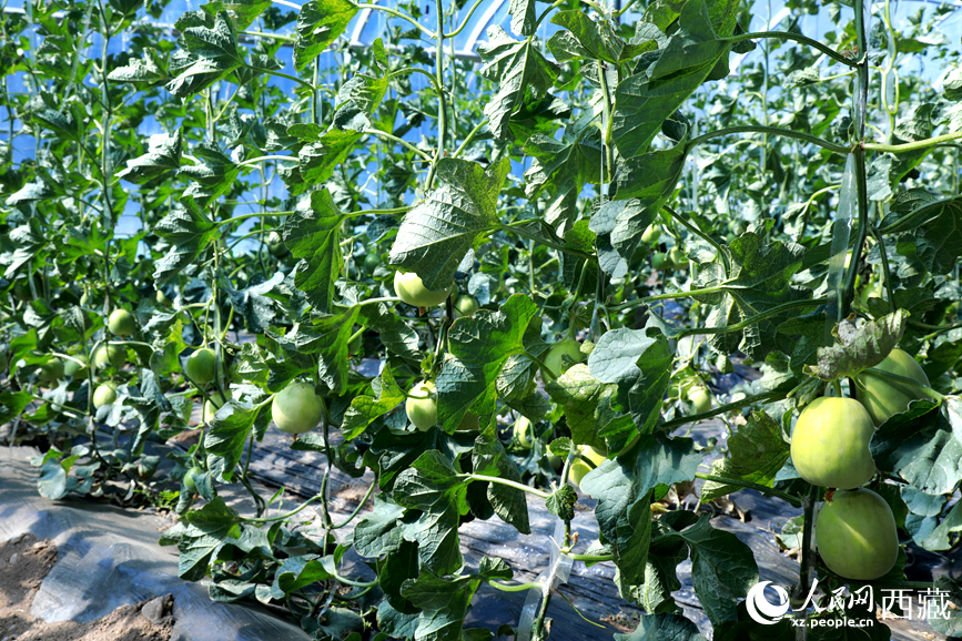 溫室中種植的瓜類作物果實累累。人民網記者 吳雨仁攝