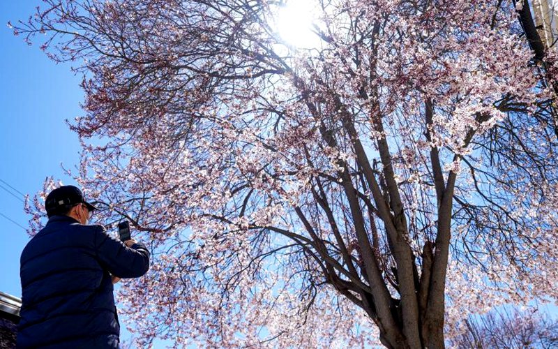 拉萨街头春意盎然