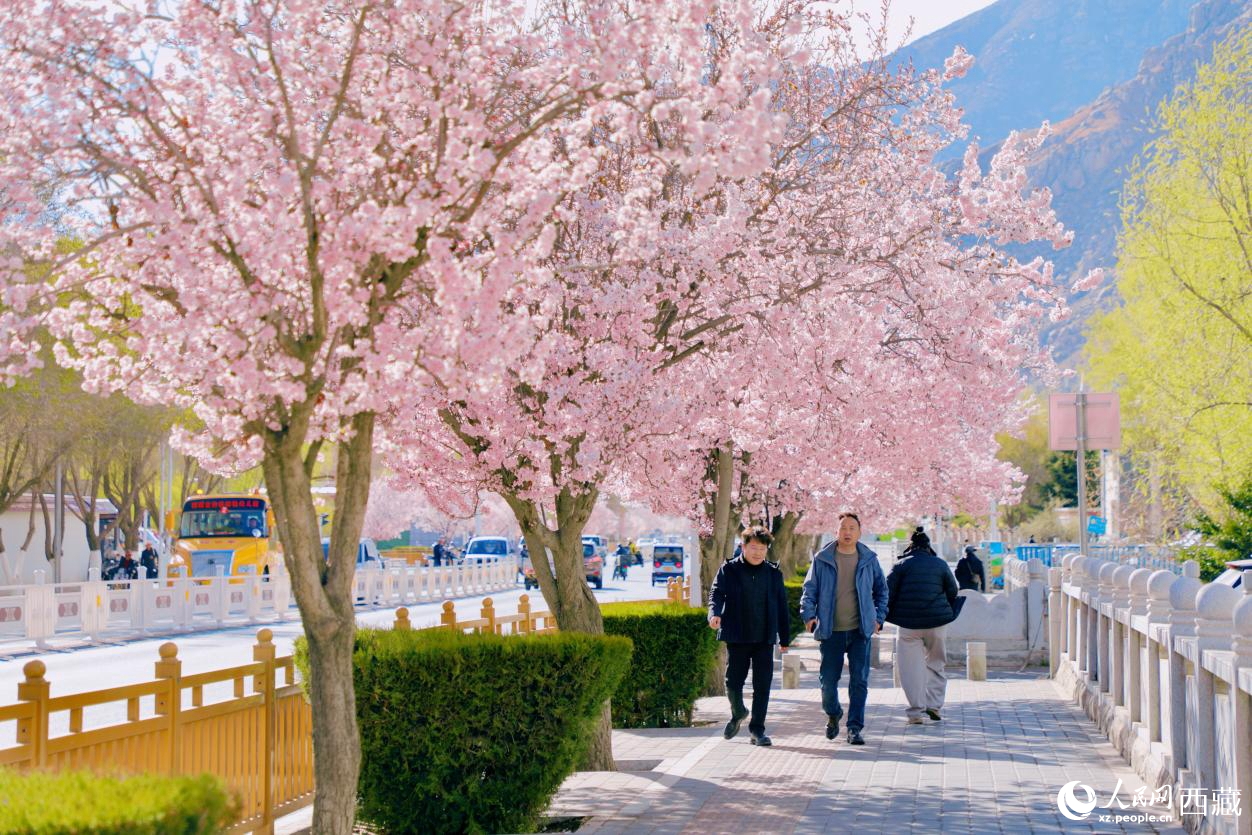 拉萨桃花如霞