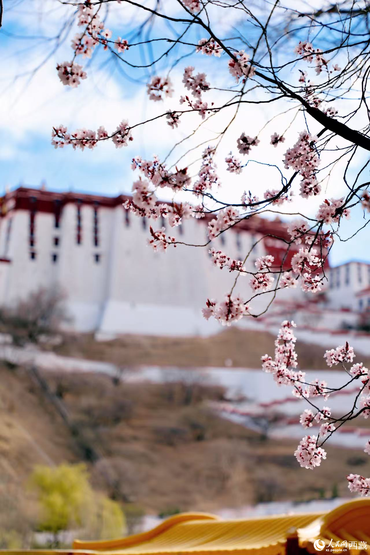 拉萨春日桃花如霞 市民游客共赴“粉色之约”