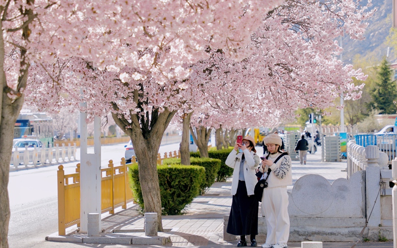 拉萨春日桃花如霞 市民游客共赴“粉色之约”