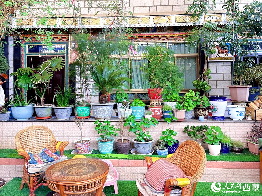 兵兵家中绿意盎然。人民网记者 李海霞摄