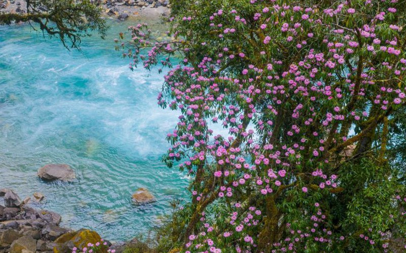 西藏易贡藏布沿线高山杜鹃迎来盛花期