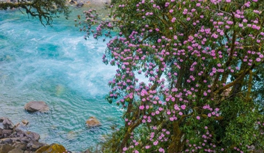 西藏易贡藏布沿线高山杜鹃迎来盛花期