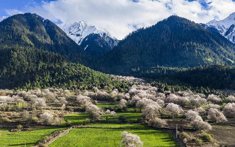 西藏波密：雪域桃花漫山谷