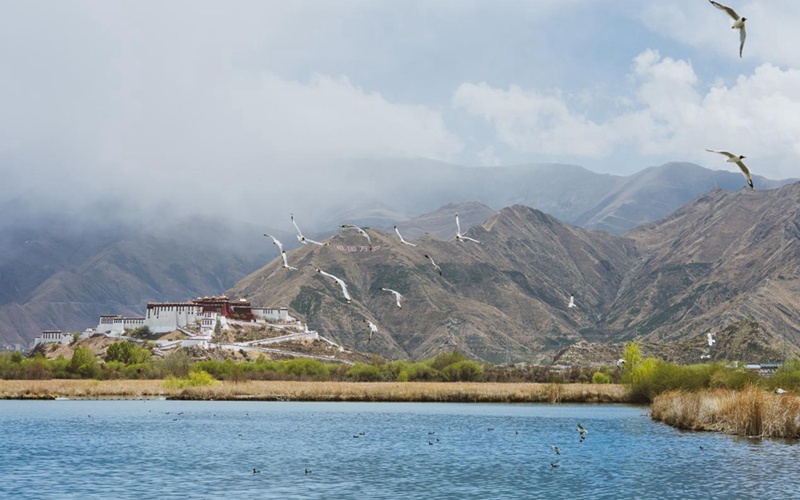 拉鲁湿地：高原“绿肺”焕新颜 草丰水美鸟归来